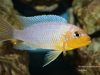 Metriaclima chrysomallos Masinje