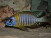 Aulonocara korneliae Chizumulu Island (samec)