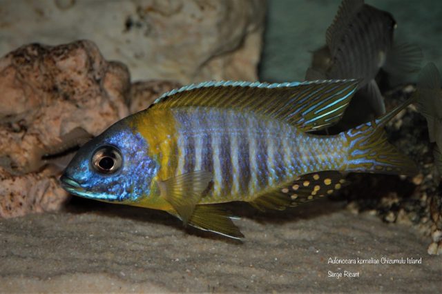 Aulonocara korneliae Chizumulu Island (samec)