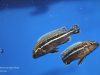Melanochromis dialeptos Masinje (samec)