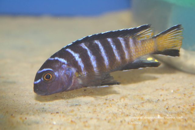 Chindongo sp. 'elongatus masimbwe' (samec)