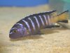 Chindongo sp. 'elongatus masimbwe' (samec)
