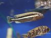 Melanochromis auratus 
