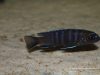 Chindongo sp. 'elongatus masimbwe' (samice)