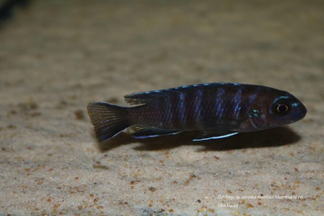 Chindongo sp. 'elongatus masimbwe' (samice)