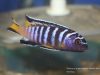 Chindongo sp. 'elongatus masimbwe' (samec)