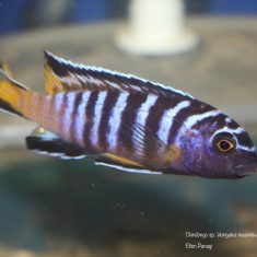 Chindongo sp. ,elongatus‘