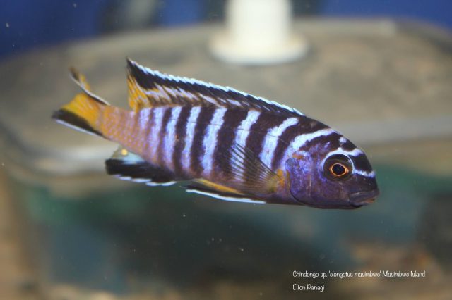 Chindongo sp. 'elongatus masimbwe' (samec)