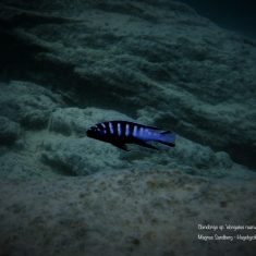 Chindongo sp. ,elongatus ruarwe‘