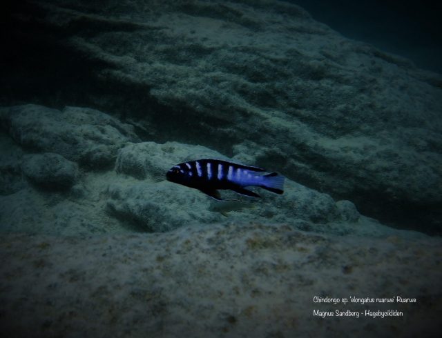 Chindongo sp. ,elongatus ruarwe&#8216;
