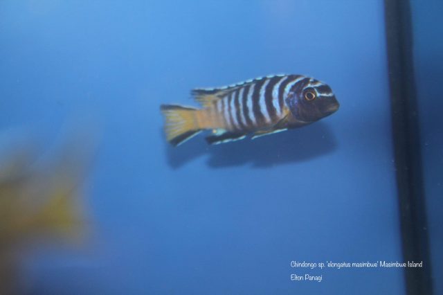 Chindongo sp. 'elongatus masimbwe' (samec)