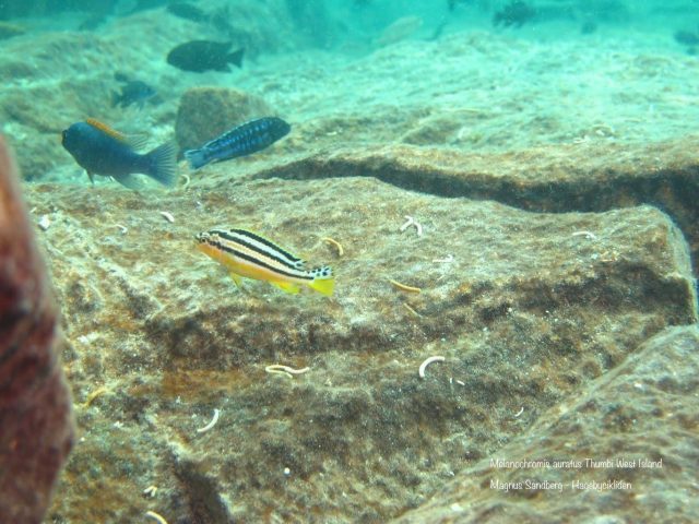 Melanochromis auratus