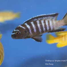 Chindongo sp. ,elongatus ornatus‘