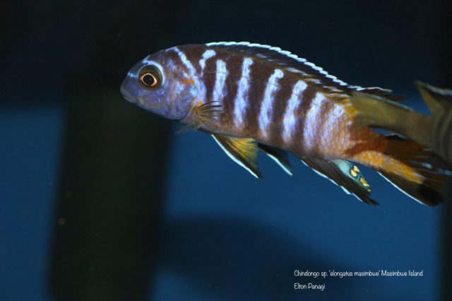 Chindongo sp. 'elongatus masimbwe' (samec)