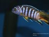 Chindongo sp. 'elongatus masimbwe' (samec)