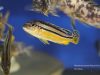 Melanochromis auratus (samice)