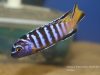 Chindongo sp. 'elongatus masimbwe' (samec)