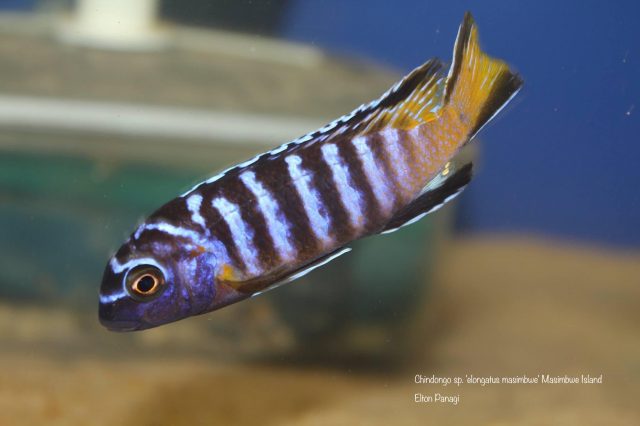 Chindongo sp. 'elongatus masimbwe' (samec)