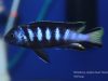Metriaclima sp. 'elongatus chewere' Chewere (samec)