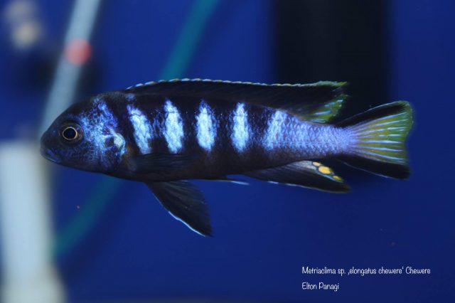 Metriaclima sp. 'elongatus chewere' Chewere (samec)