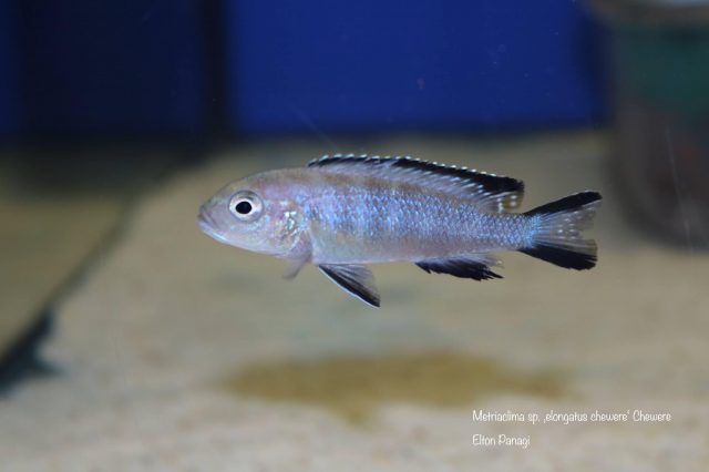 Metriaclima sp. 'elongatus chewere' Chewere (samice)