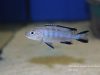 Metriaclima sp. 'elongatus chewere' Chewere (samice)