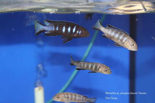 Metriaclima sp. 'elongatus chewere' Chewere (samec a samice)