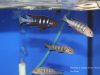 Metriaclima sp. 'elongatus chewere' Chewere (samec a samice)