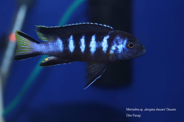 Metriaclima sp. 'elongatus chewere' Chewere (samec)
