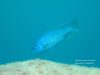 Dimidiochromis kiwinge Zimbawe Rocks