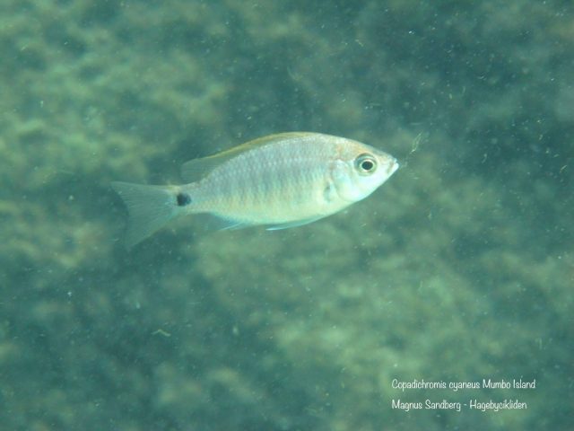 Copadichromis cyaneus Mumbo Island