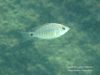 Copadichromis cyaneus Mumbo Island