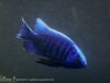 Copadichromis cyaneus