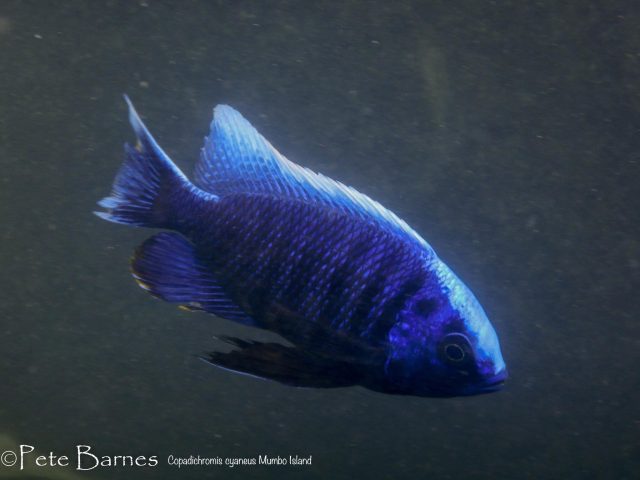 Copadichromis cyaneus