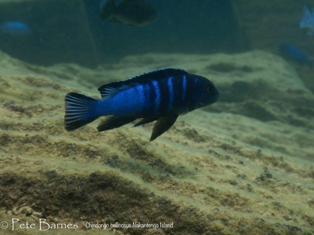 Chindongo bellicosus