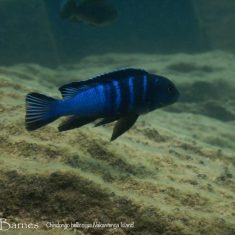 Chindongo bellicosus