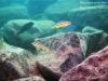 Melanochromis auratus