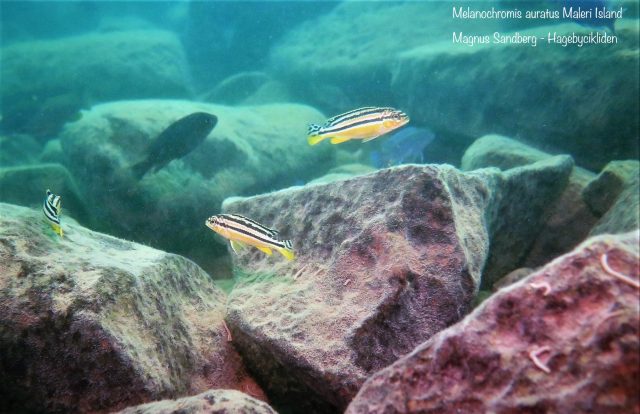 Melanochromis auratus