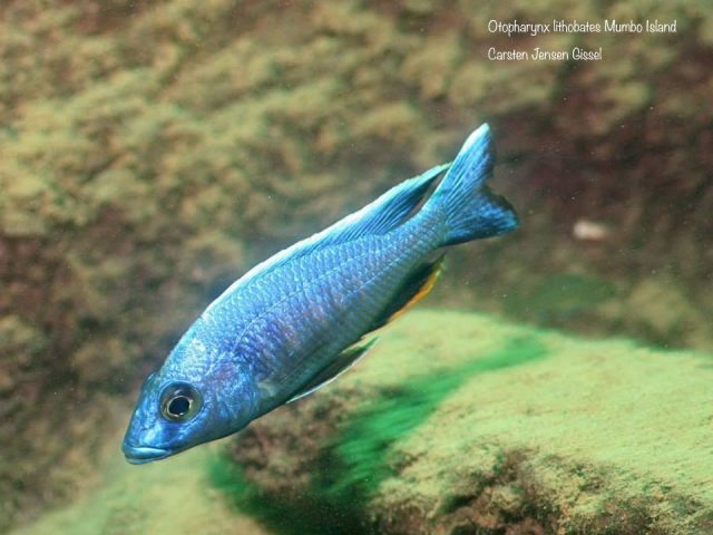 Otopharynx lithobates (samec)