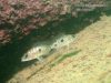 Otopharynx lithobates (samice)