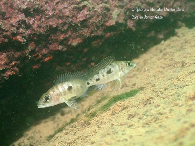 Otopharynx lithobates (samice)