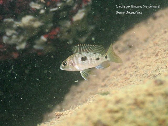 Otopharynx lithobates (samice)