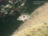 Otopharynx lithobates (samice)