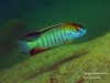 Lethrinops auritus