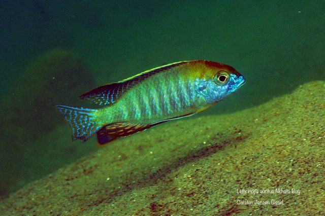 Lethrinops auritus