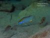 Lethrinops microstoma Nkhata Bay (samec)