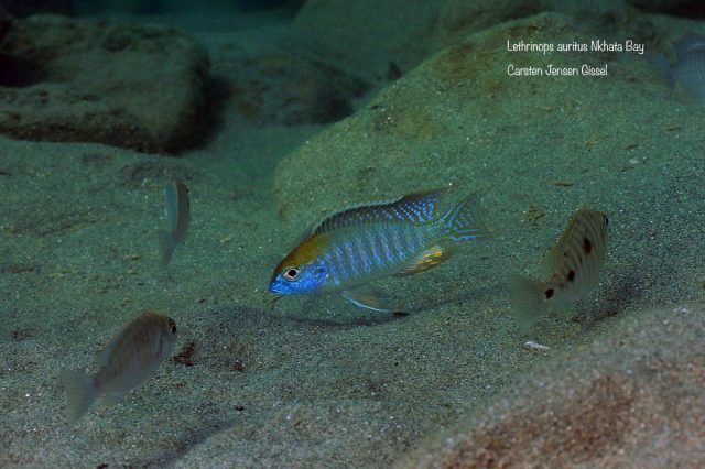 Lethrinops microstoma Nkhata Bay (samec)