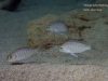 Lethrinops microstoma Nkhata Bay (samice)