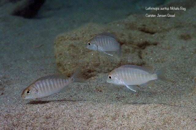 Lethrinops microstoma Nkhata Bay (samice)
