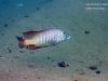 Lethrinops lethrinus Malopa (samec)
